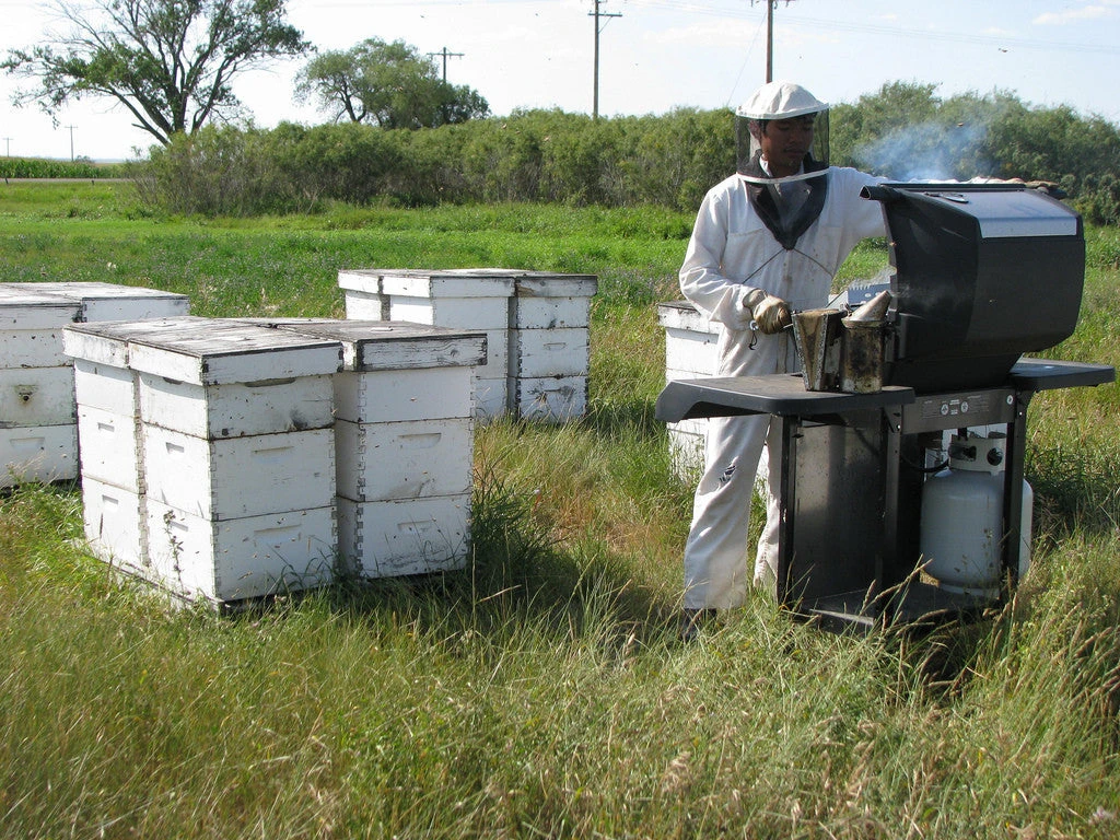 SCANDIA FIELDS HONEY 7 SCANDIA FIELDS HONEY - Image 5