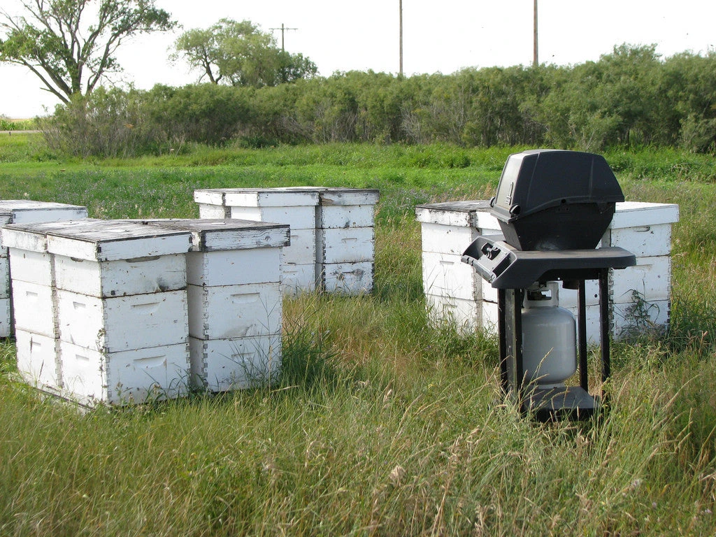 SCANDIA FIELDS HONEY 6 SCANDIA FIELDS HONEY - Image 4