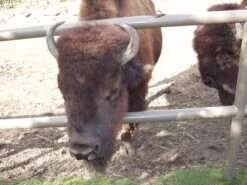 Buffalo Lump Charcoal - Mesquite -BBQ Equipment buffalo 2517a3b7 6a45 4feb b292 5a296aaf4590